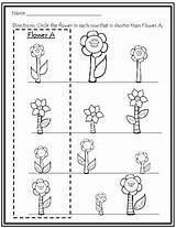 Tallest Shorter Shortest Flower Preschool Webstockreview sketch template