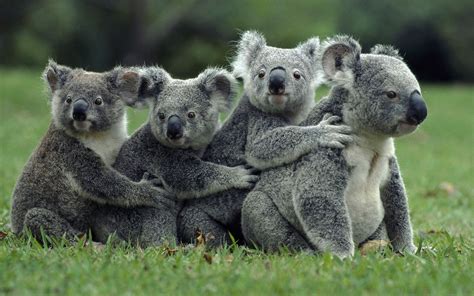 koalas animals wallpapers hd desktop  mobile backgrounds