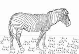 Zebra Coloring Pages Kids sketch template