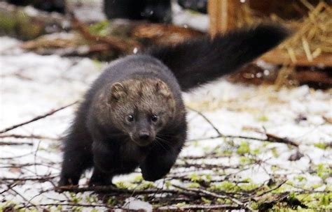 signs  comeback rare fisher  remain endangered