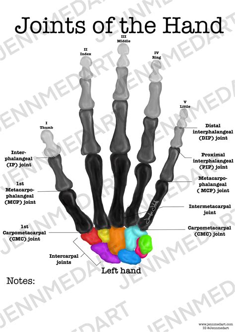 gewrichten van de hand anatomie werkblad single filled etsy nederland