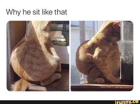 sit   ifunny cute funny animals funny pictures