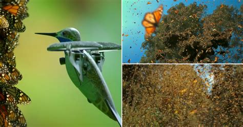 hummingbird spy drone captures stunning video    monarch butterfly swarm spy