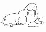 Coloring Mammals Walrus Marine Sheet Kids Pages Circus Often Seen Cute sketch template