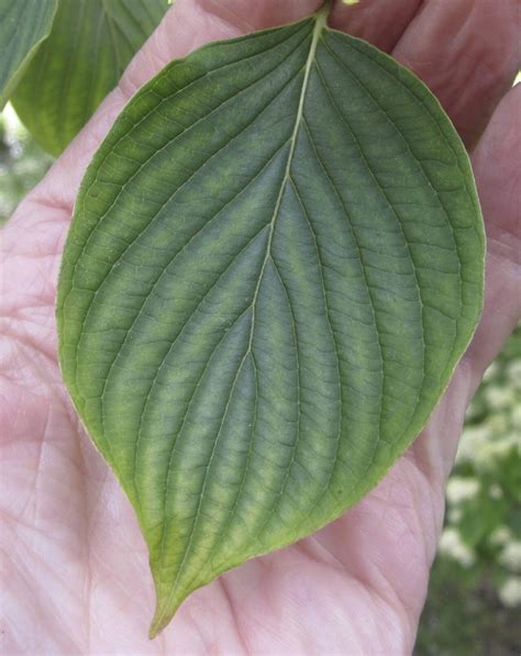 leaf oval smooth tree guide uk oval leaves with smooth edges