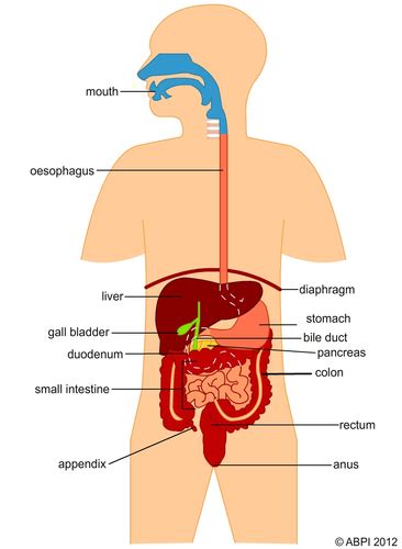Digestive System Labelled Teaching Resources
