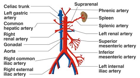 functions   celiac artery explained   labeled diagram bodytomy