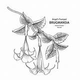 Brugmansia Trumpet Branch Botanical Illustrations sketch template