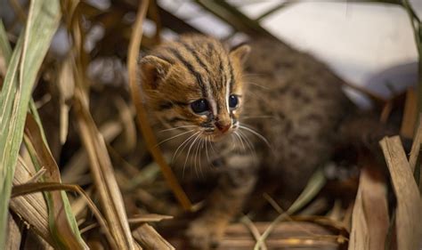 learnings  rehabilitating  worlds smallest wild cat