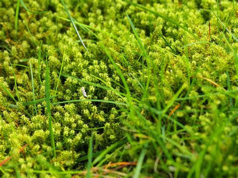 remove  prevent lawn moss love  garden