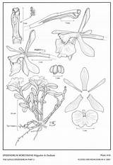 Epidendrum Salazar Difforme Dodson sketch template