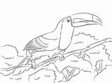 Toucan Keel Billed Ausmalbilder Perched Ausmalbild Tucan Pico Tukan Iris Toco Lernen sketch template