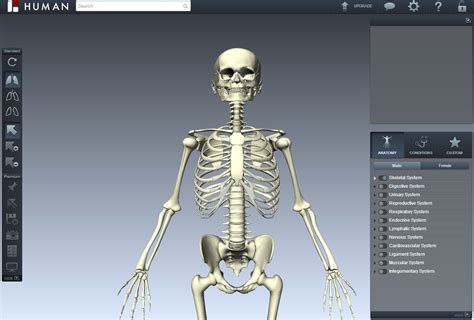 virtual human body   medical students learn teaching body systems interactive