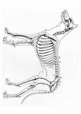 Skeleton Dog Coloring Arm Drawing Getdrawings sketch template