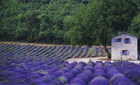 shimmering gold fields  peek  provence france lavender