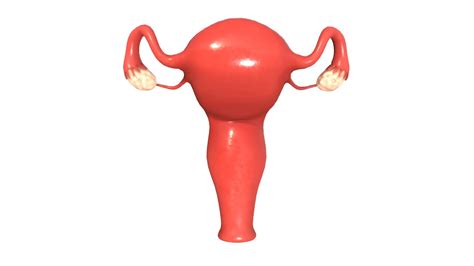 Female Reproductive System Buy Royalty Free 3d Model By Zames1992