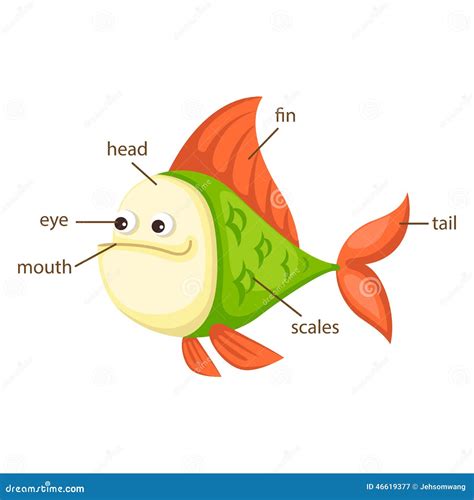 fish vocabulary part  bodyvector cartoondealercom