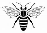Bee Coloring Printable Large sketch template