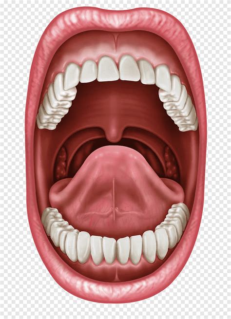 human mouth tongue graphy lip tongue people anatomy png pngegg