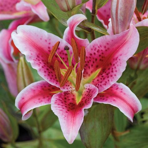 Scented Lily Bulb Flower Collection From Mr Fothergill S Seeds And Plants