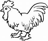 Pollo Rooster Pollos Persiguiendo Niña Chickens sketch template