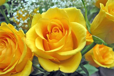 yellow rose flowers flower hd wallpapers images pictures tattoos