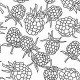 Blackberry Coloring Vector Leaves Isolated Background Seamless Raspberry Pettern Fabric Site Book Mulberry Character Illustration sketch template