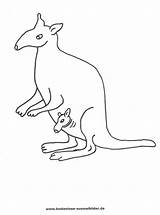 Ausmalbilder Australien Känguru Ausmalbild Vorheriges sketch template