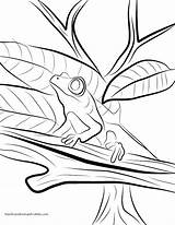 Rainforest Coloring Pages Print Getcolorings Tropical sketch template