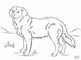 Golden Retriever Coloring Pages Dog Printable Dogs Drawing Cute Retrievers Print Puppies Puppy Lab Color Labrador Supercoloring Super Getcolorings Pattern sketch template
