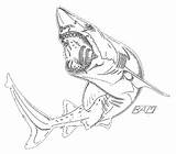 Megalodon Coloring Sheet Pages Template Meg Sketch sketch template