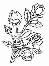Coloring Pages Rose Flower Bush Flowers Roses Printable Kids Archives Wuppsy Getcolorings Color Books Nice Printables sketch template