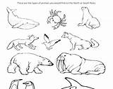 Arctic Hare Boxo Sok sketch template