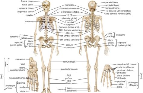 anatomi tulang manusia lengkap  bahasa medis anatomi tutorial