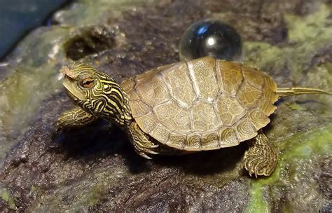 cute pet turtles  stay small  smallest turtle species