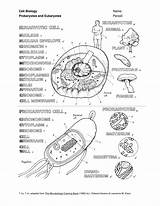 Eukaryotes Prokaryotes Cell Coloring Biology Book Adapted 1c 1a Microbiology 1996 sketch template