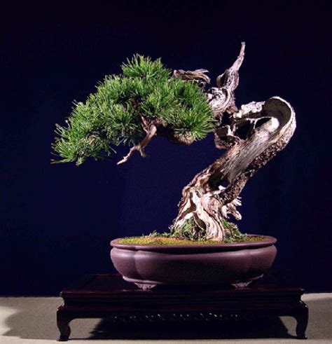 magnificent mugo pines bonsai bark