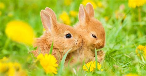 baby rabbits eat  complete nutritional guide