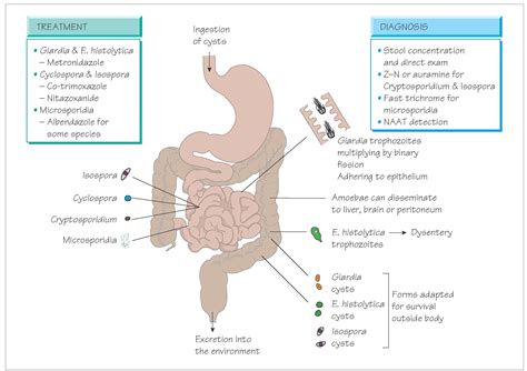 Intestinal Protozoa Parasitology Medical Microbiology And Infection