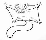 Glider Mammals sketch template