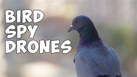 bird spy drones   real  youtube