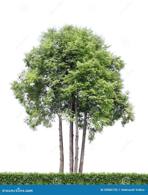 geisoleerdeu bomen en haag stock afbeelding image  doorbladert