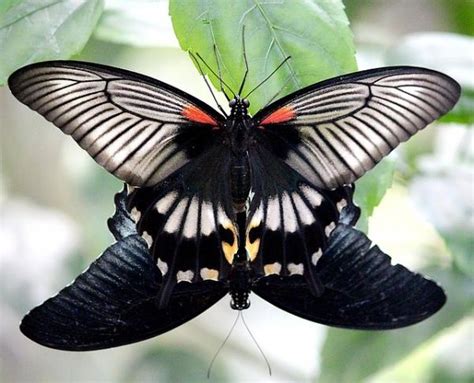 Características De Las Mariposas Dónde Viven Qué Comen