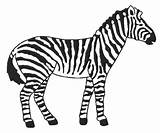 Coloriage Zebre Zebras Cebra Cebras Pintar Colorier Printablefreecoloring Educación Recursos Menta Clipartmag Imprimé sketch template
