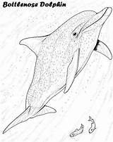 Bottlenose Dolphin sketch template