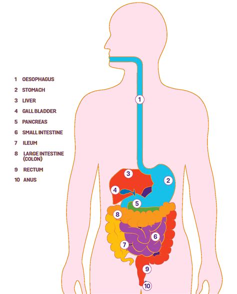 Human Body Digestive System Diagram Digestive System Diagram Human