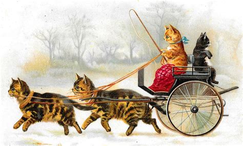 antique images humorous cat vintage  image cats pulling buggy