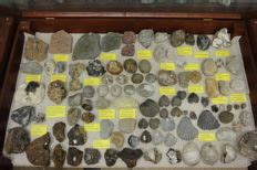 fossielen museum collectie expo oer veiling catawiki