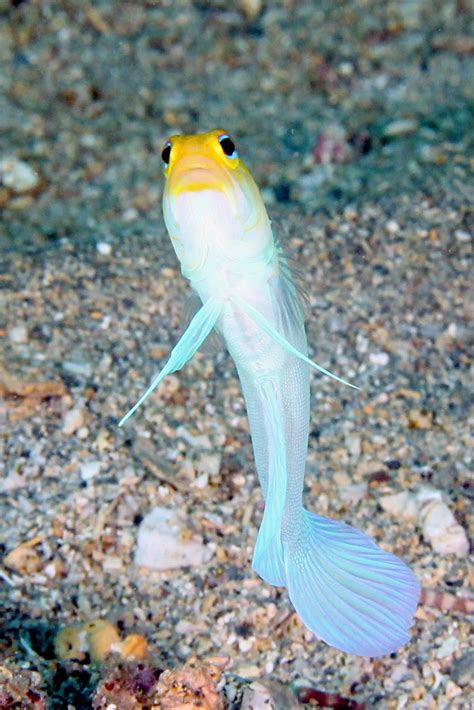 imga yellowhead jawfish opistognathus aurifrons flickr