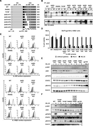 defining the functional binding sites of interleukin 12 receptor β1 and